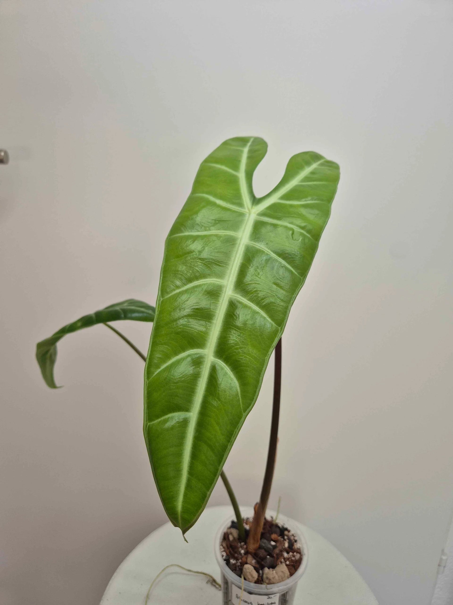 Alocasia Longiloba