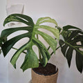 Monstera mint