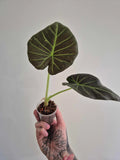 Alocasia Regal Shields