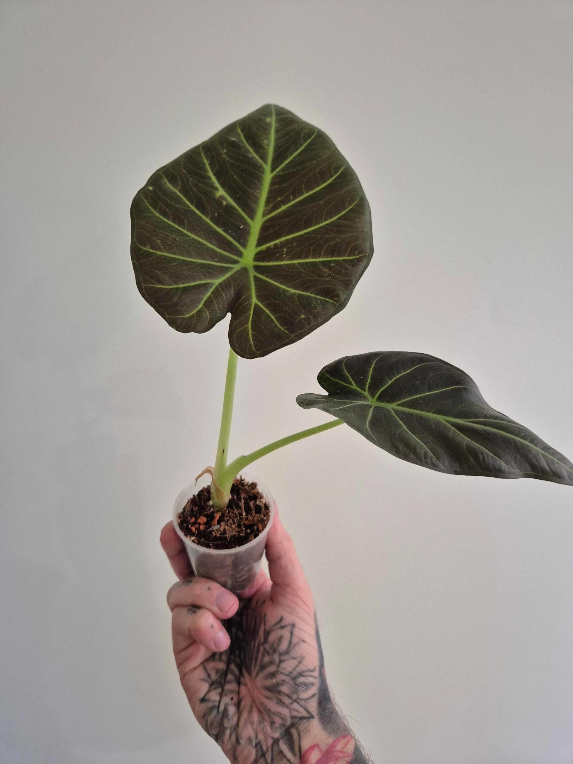 Alocasia Regal Shields