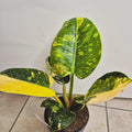 Philodendron green congo marble