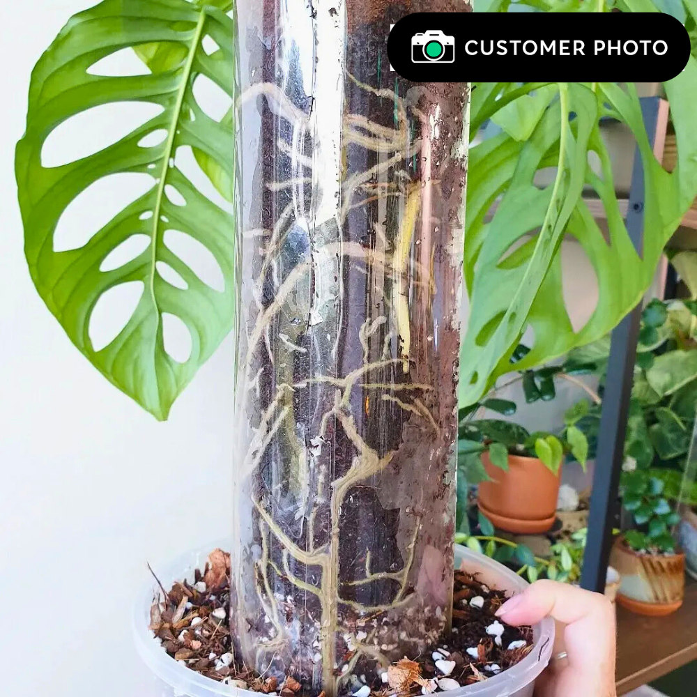 Moss pole crystal clear