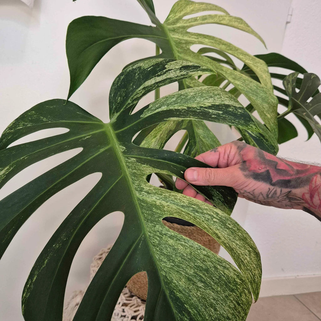 Monstera mint