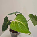 Philodendron Gloriosum
