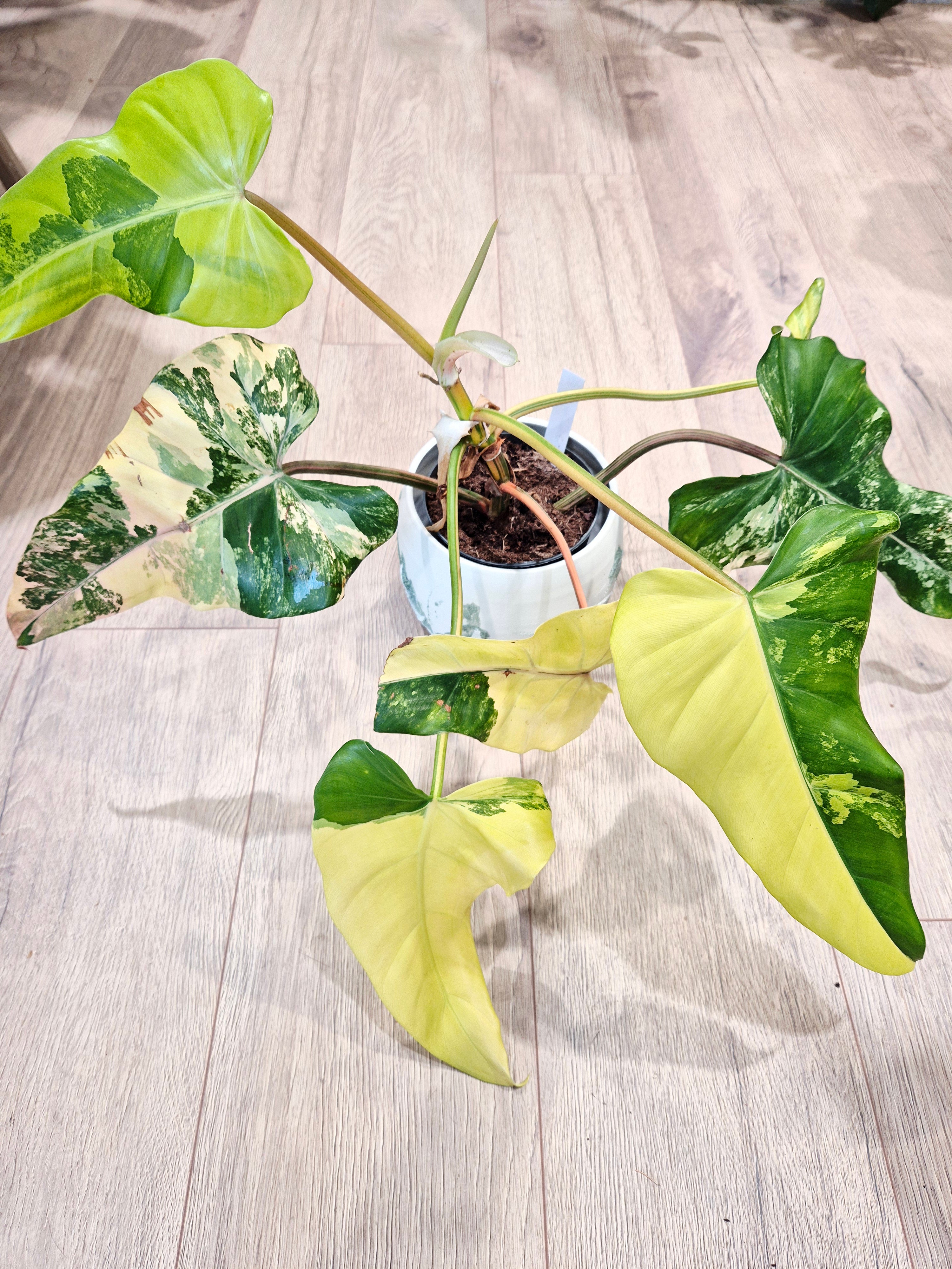 Philodendron Domesticum variegata