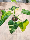 Philodendron Domesticum variegata