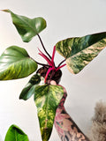 Philodendron strawberry shake