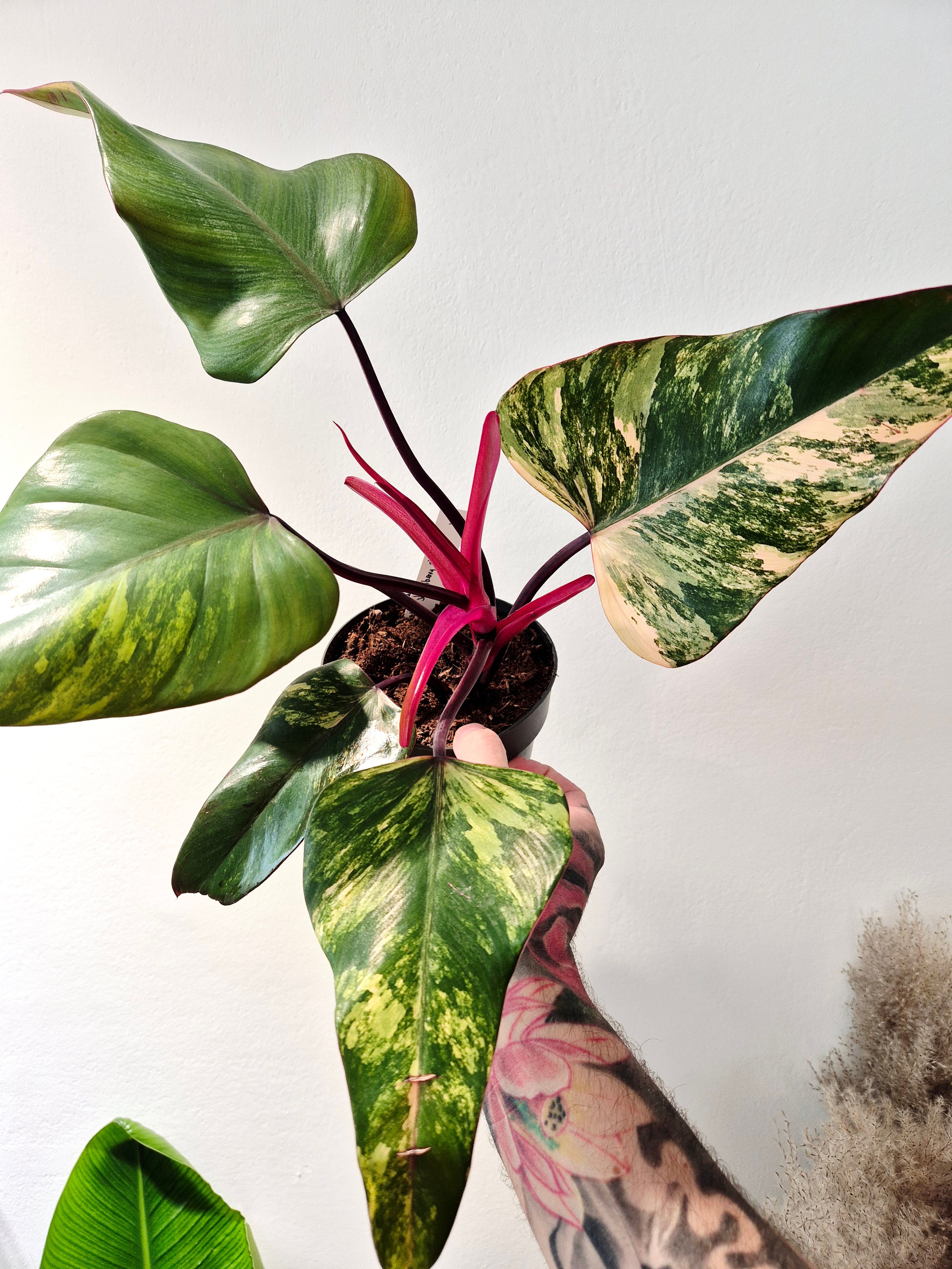 Philodendron strawberry shake