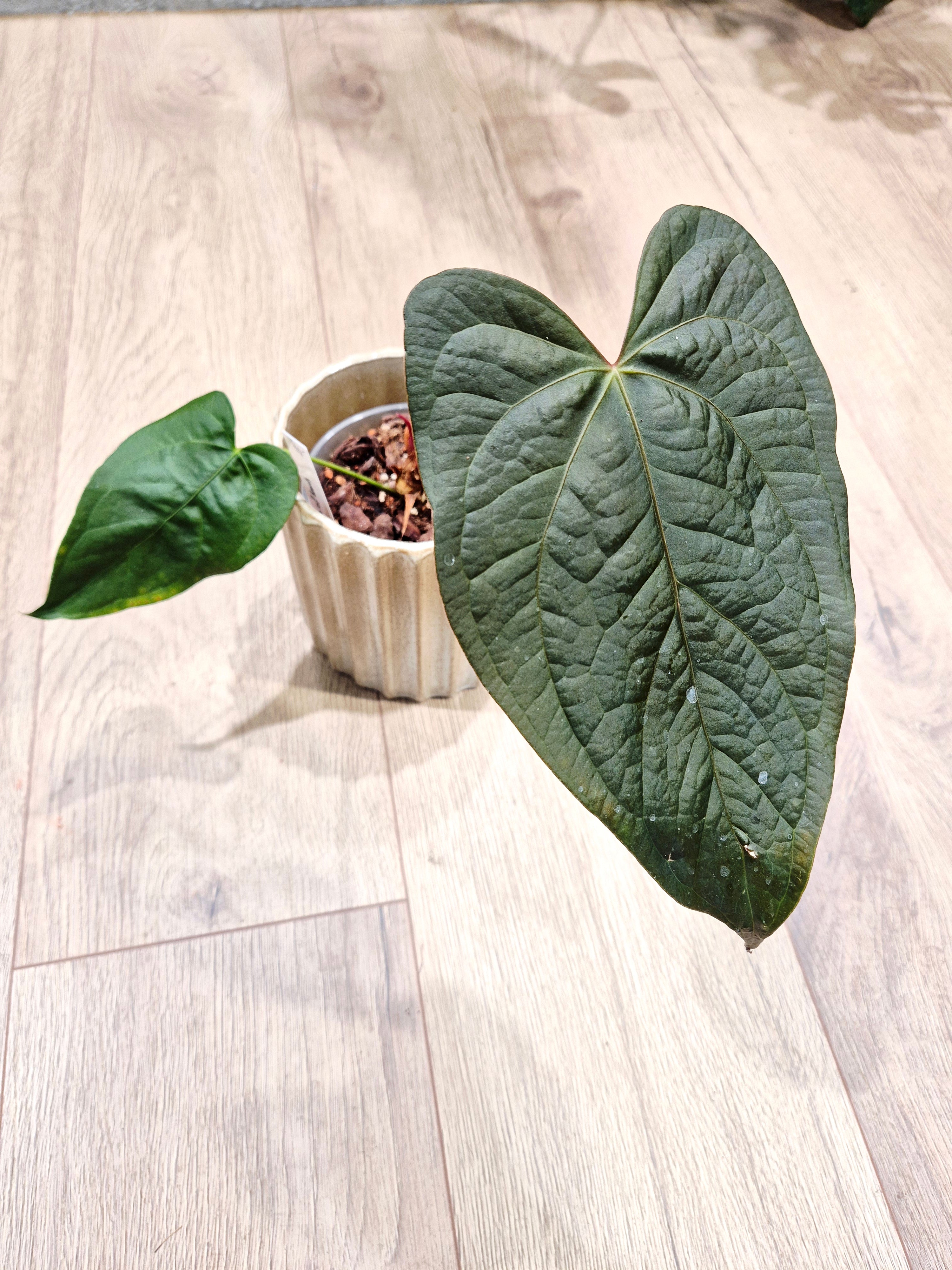Anthurium Queen of heats