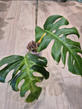 Monstera white lava