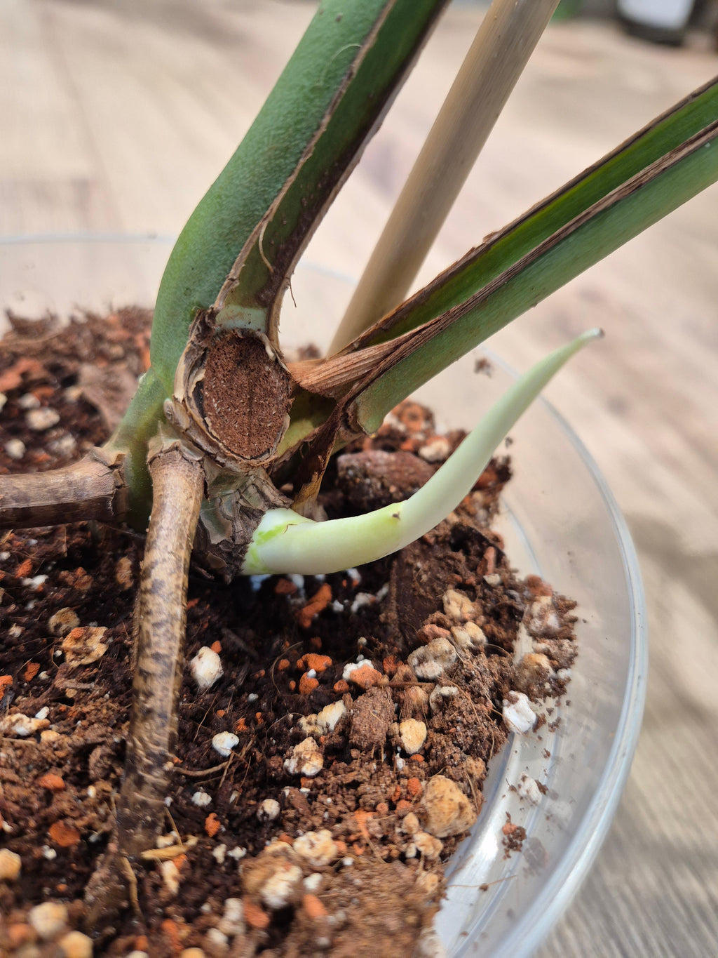 Monstera white lava