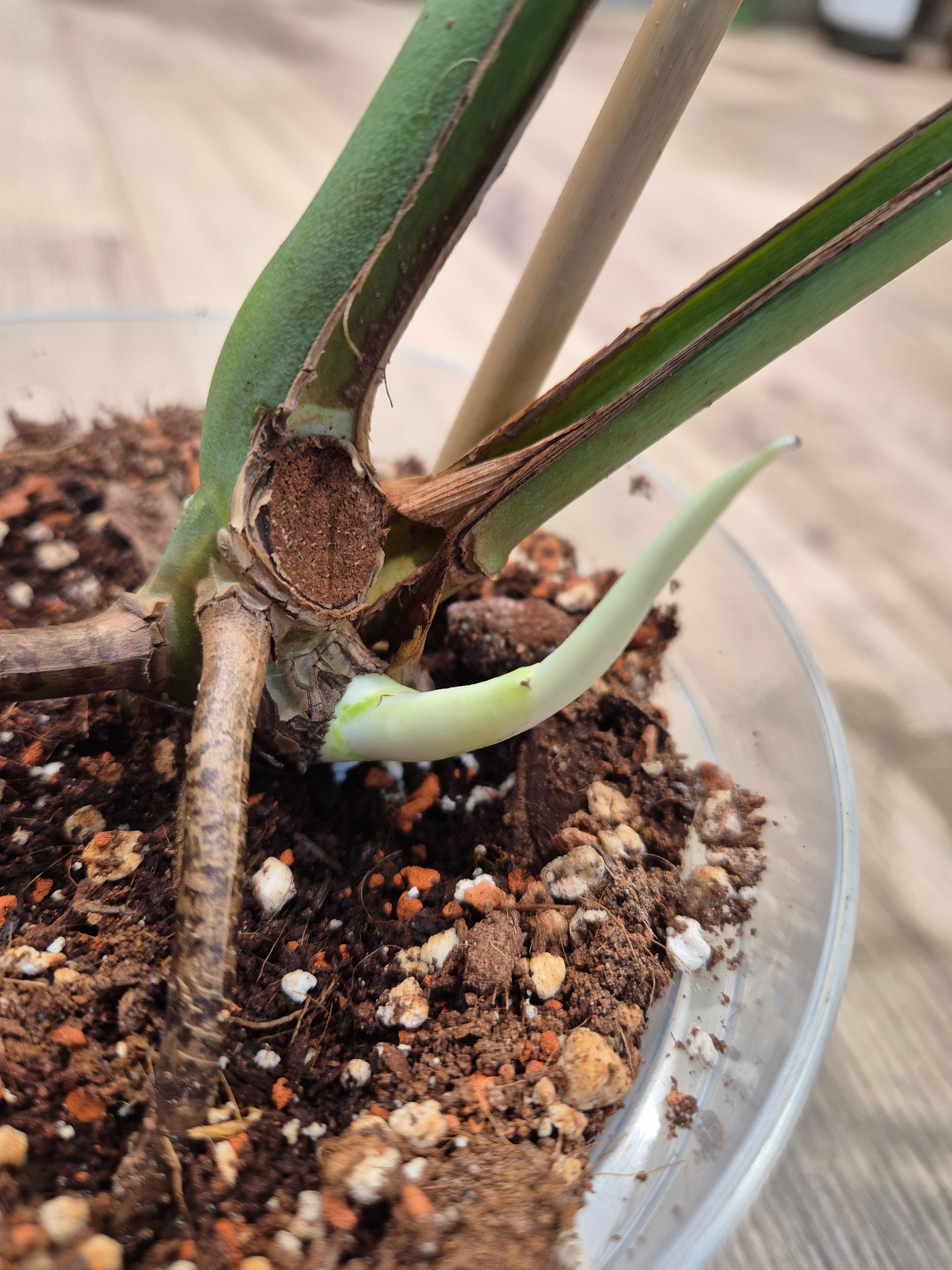 Monstera white lava
