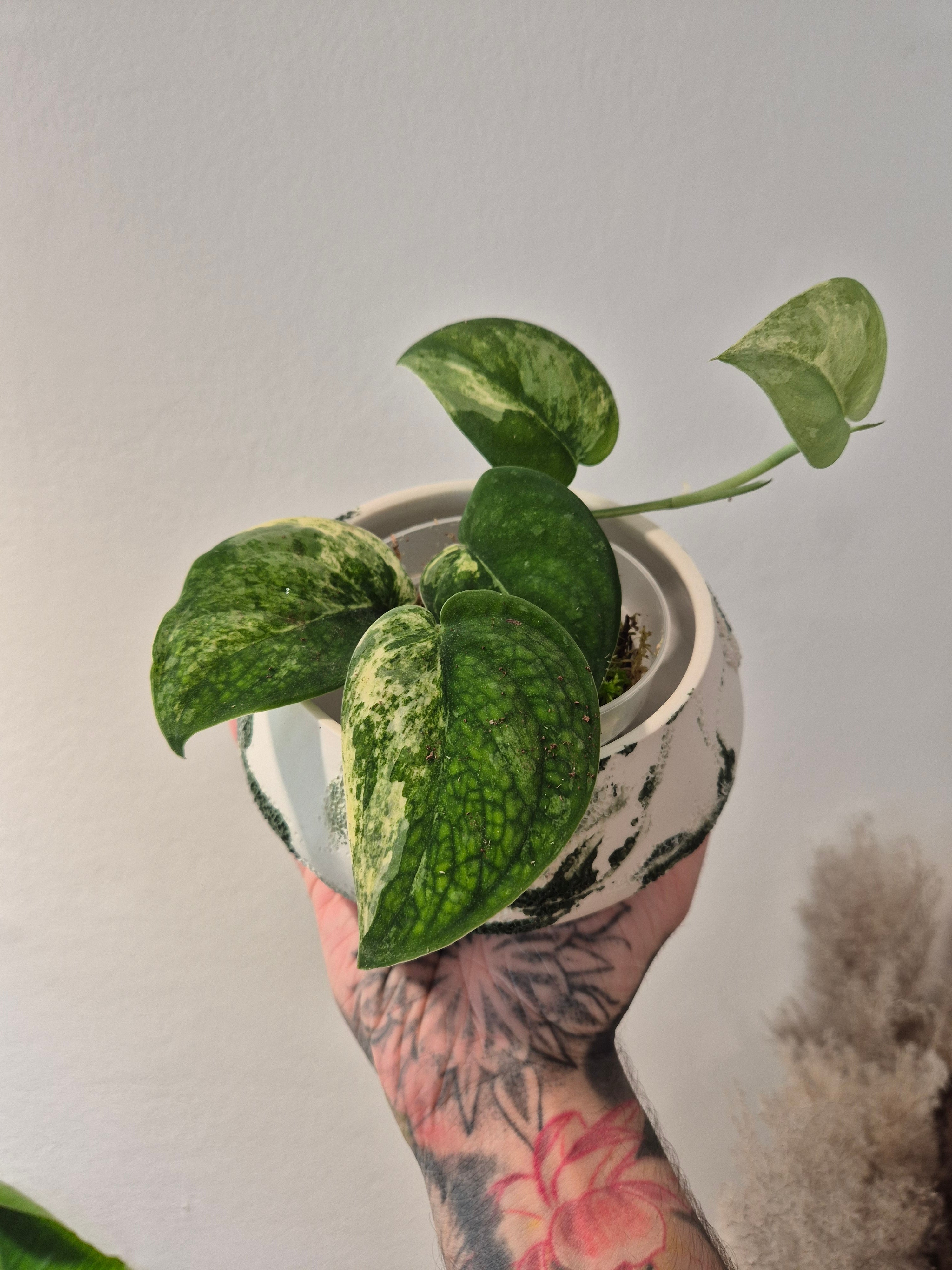 Scindapsus Mangurai