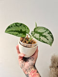 Scindapsus Yupa