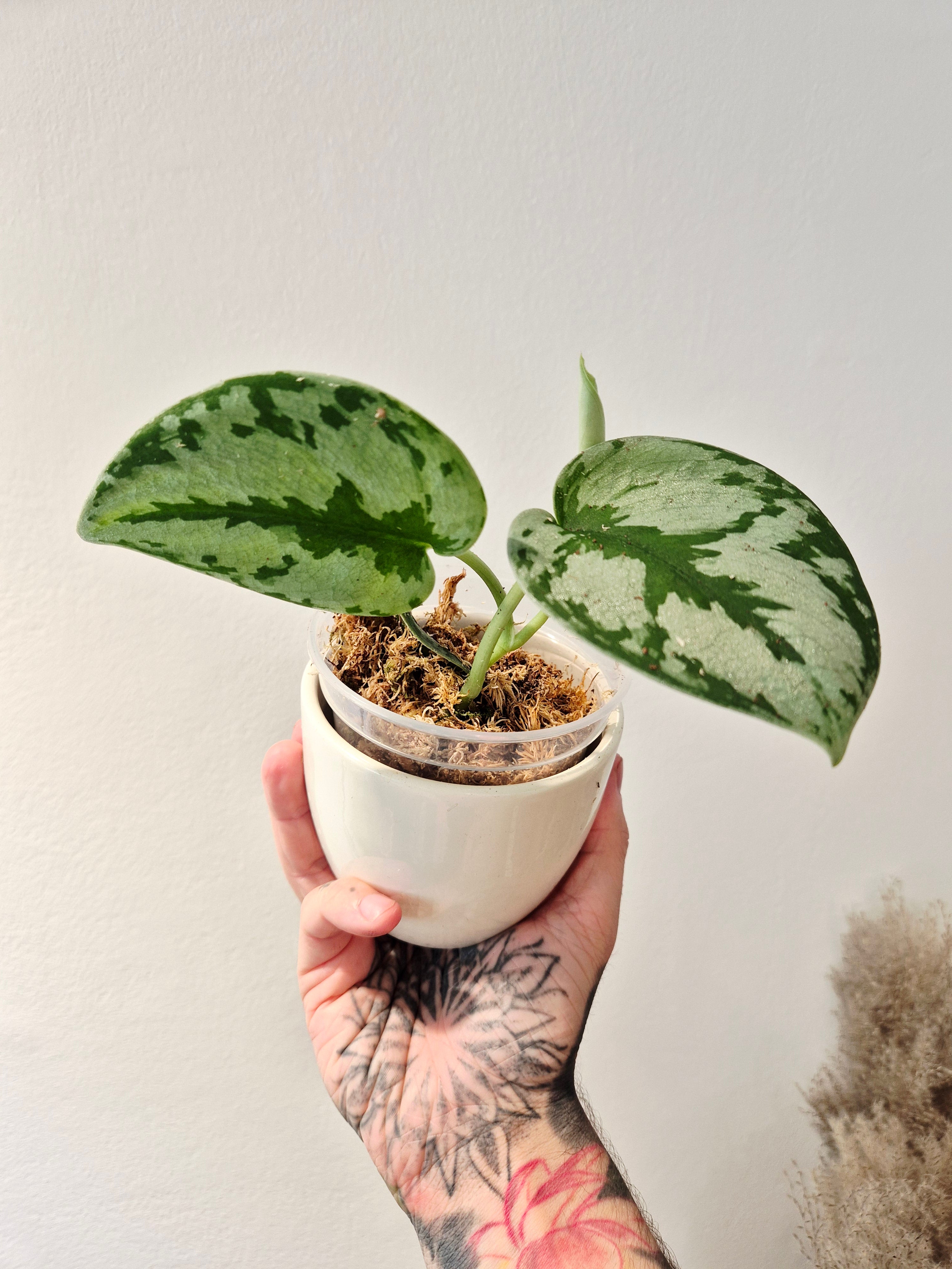 Scindapsus Yupa