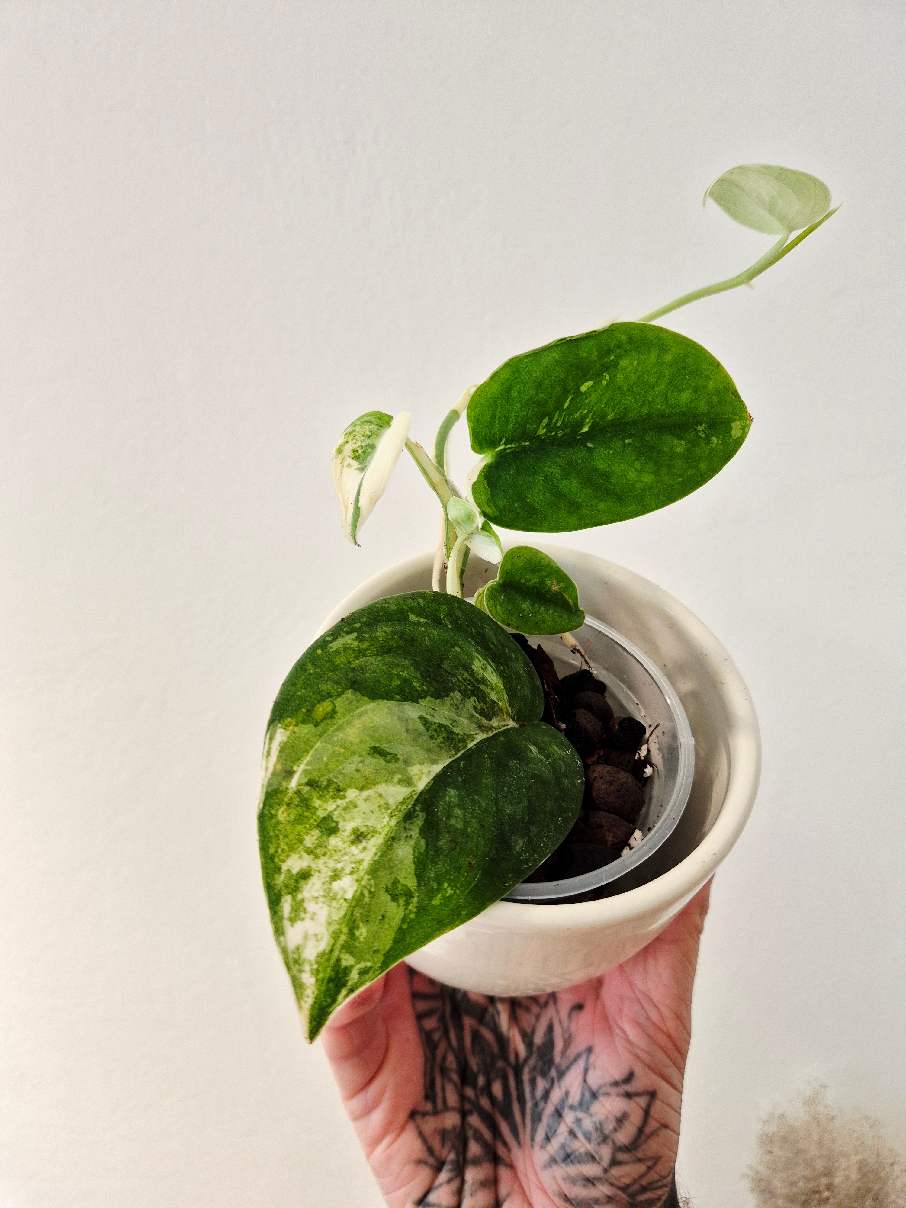 Scindapsus Mangurai