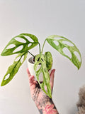 Monstera Adansonii indonesian marble