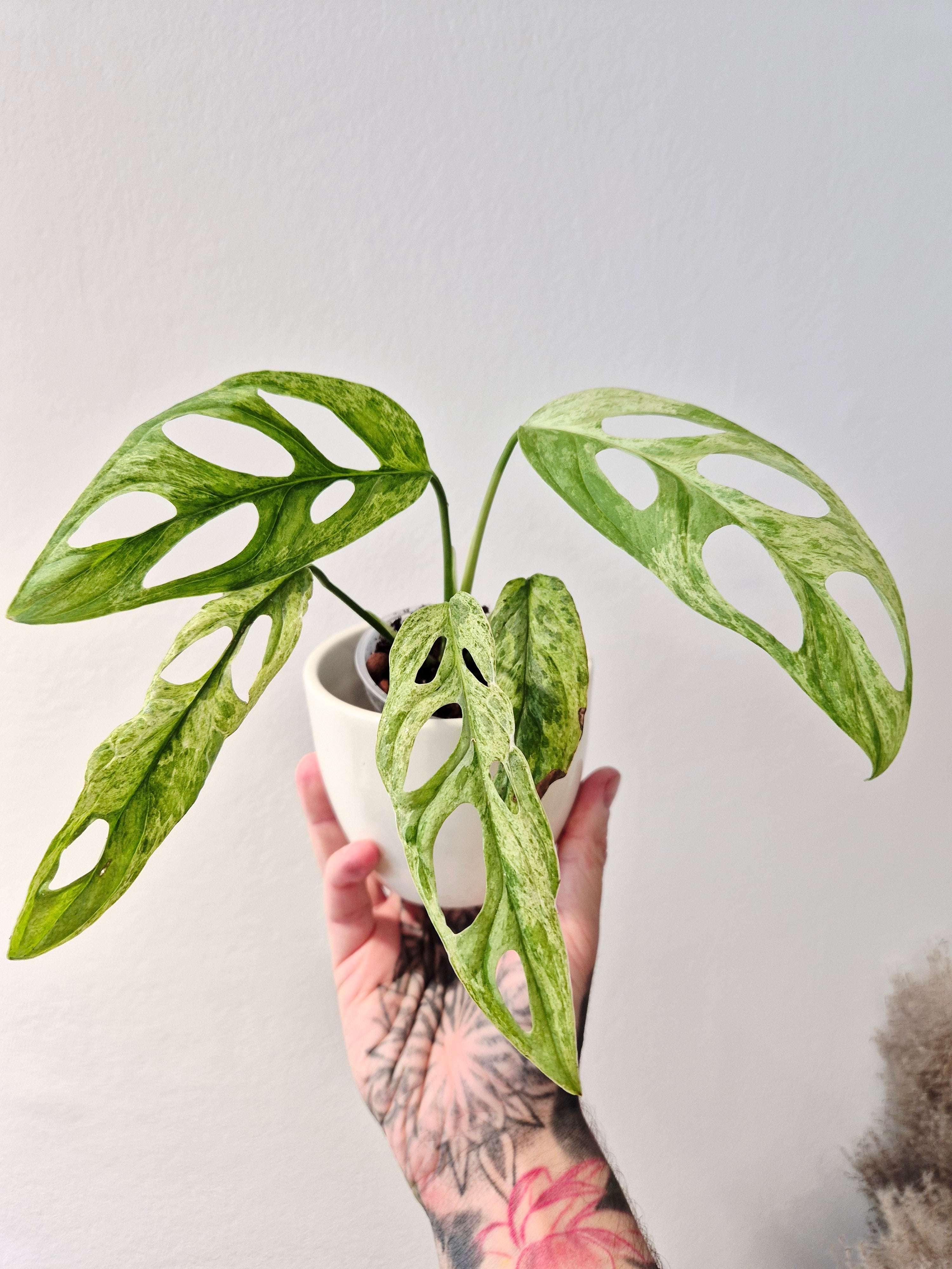 Monstera Adansonii indonesian marble