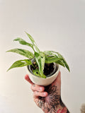 Monstera Adansonii indonesian marble