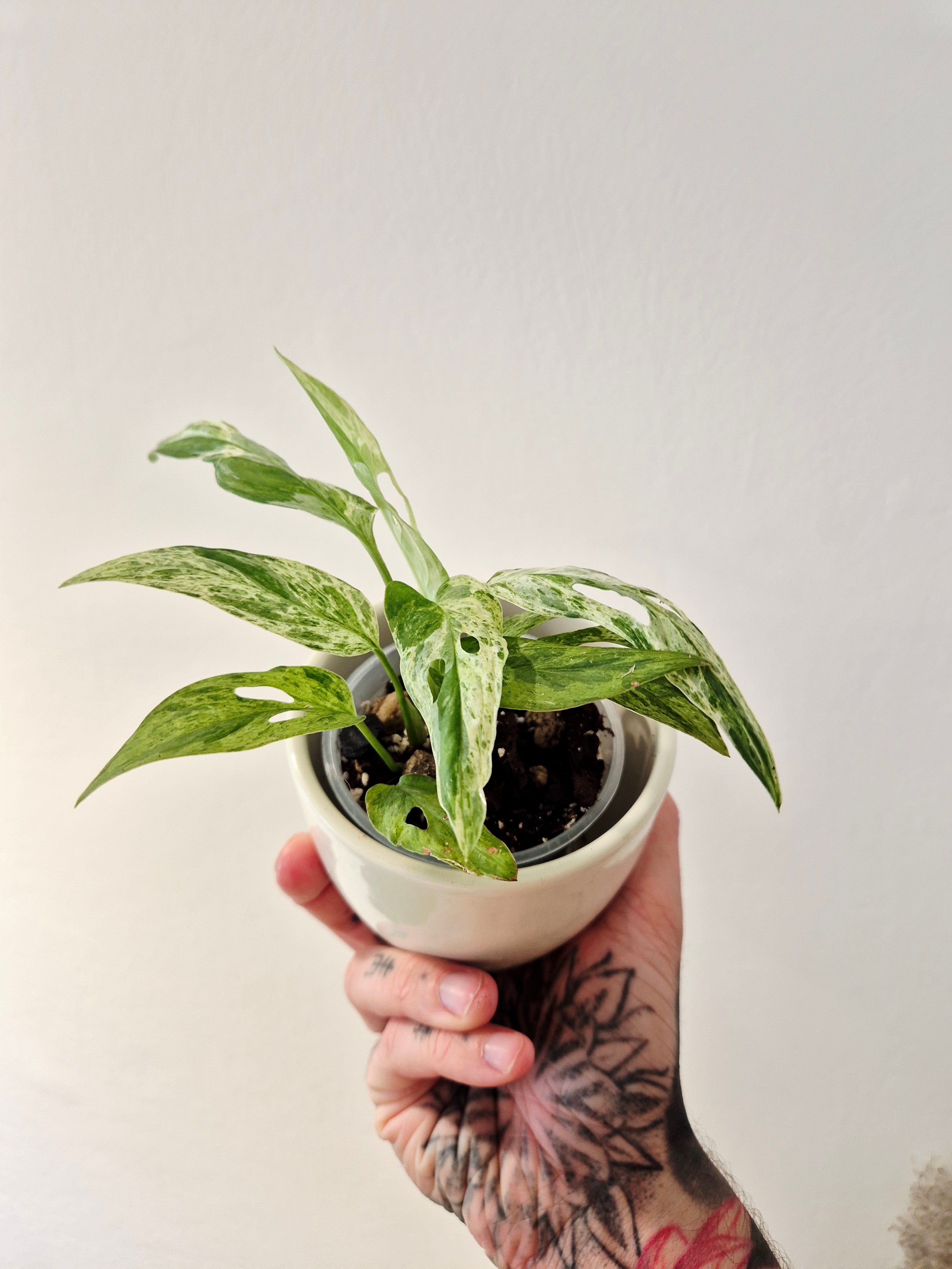 Monstera Adansonii indonesian marble