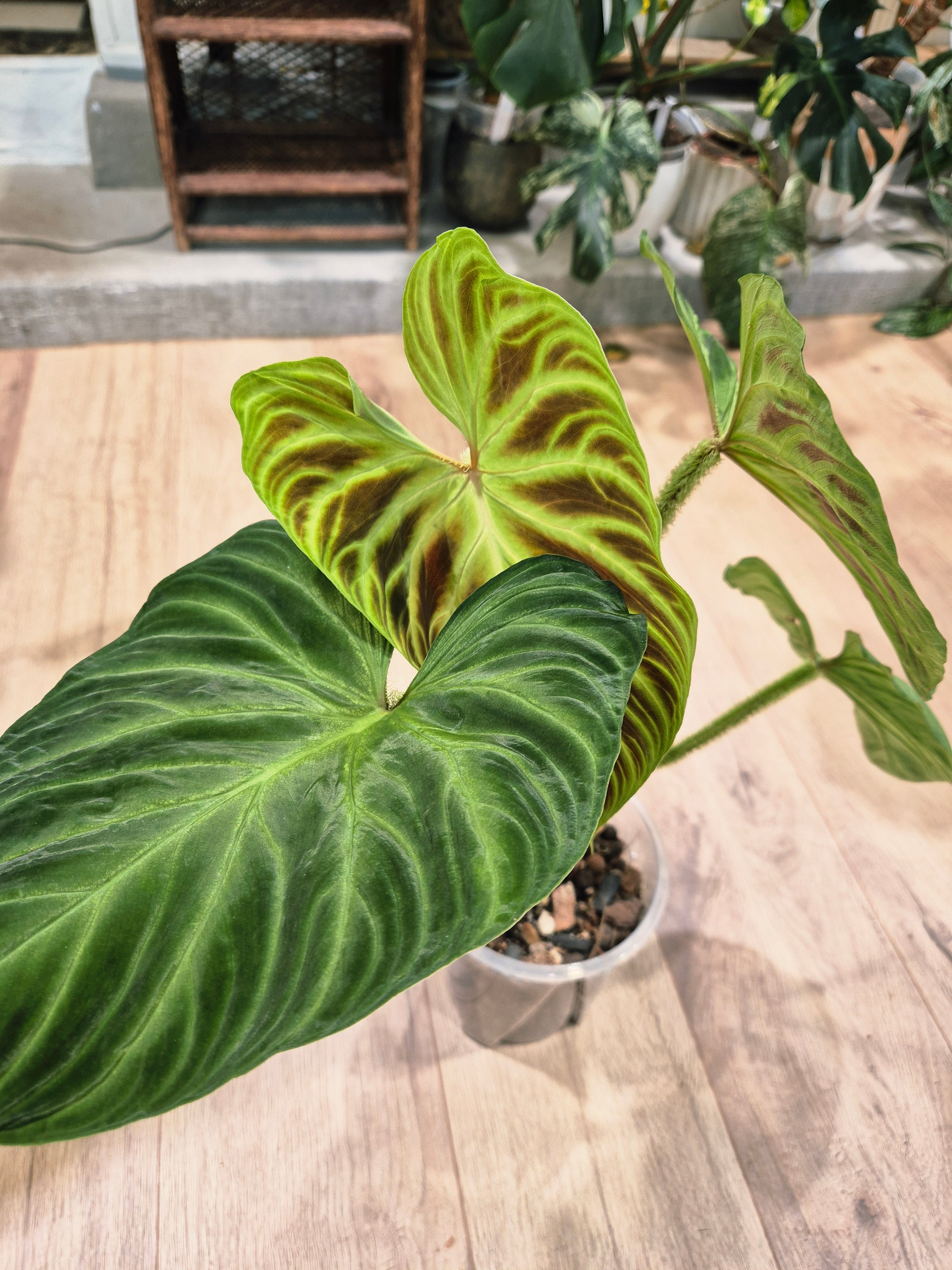 Philodendron Verrucosum hybrid