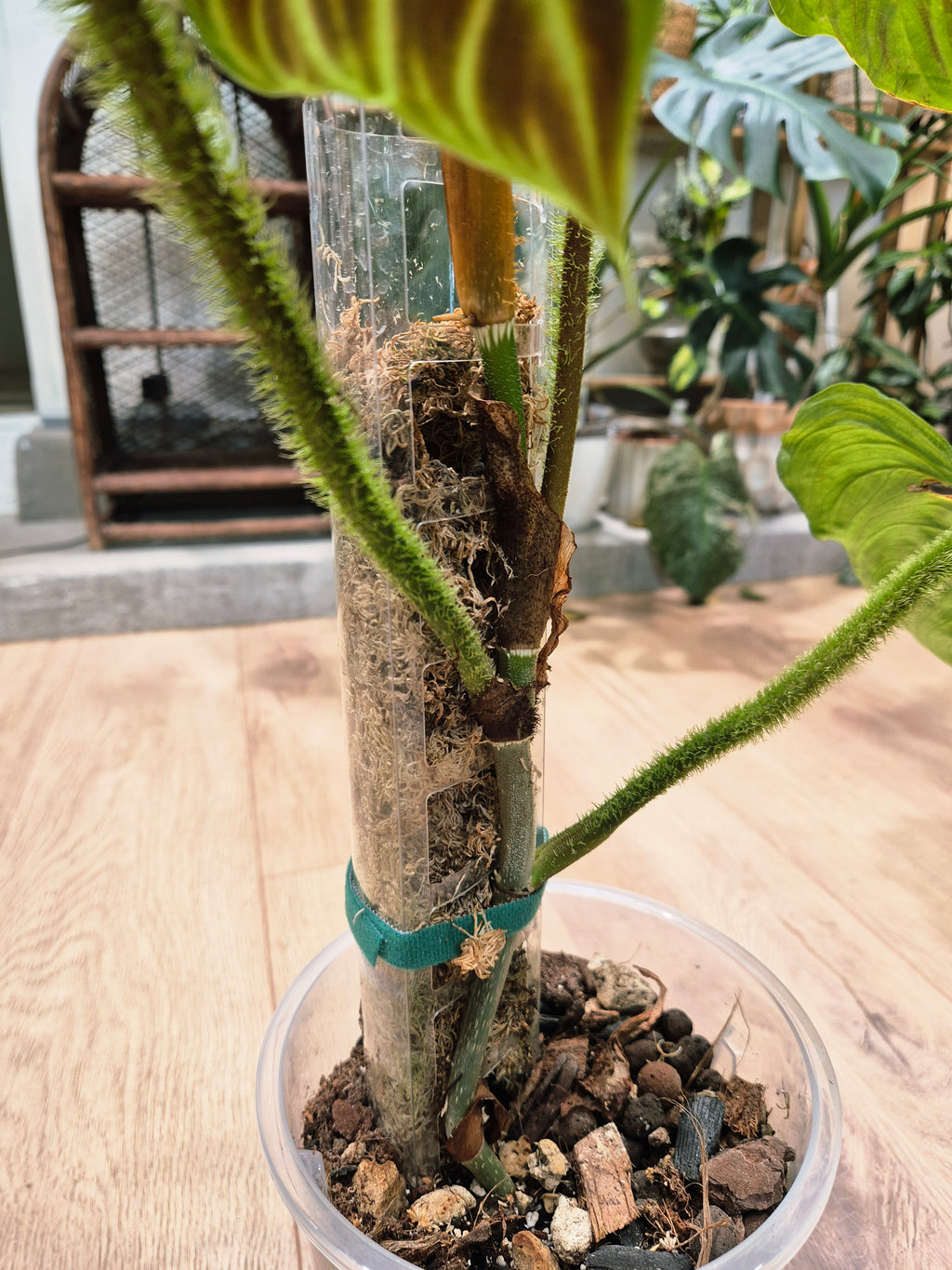 Philodendron Verrucosum hybrid