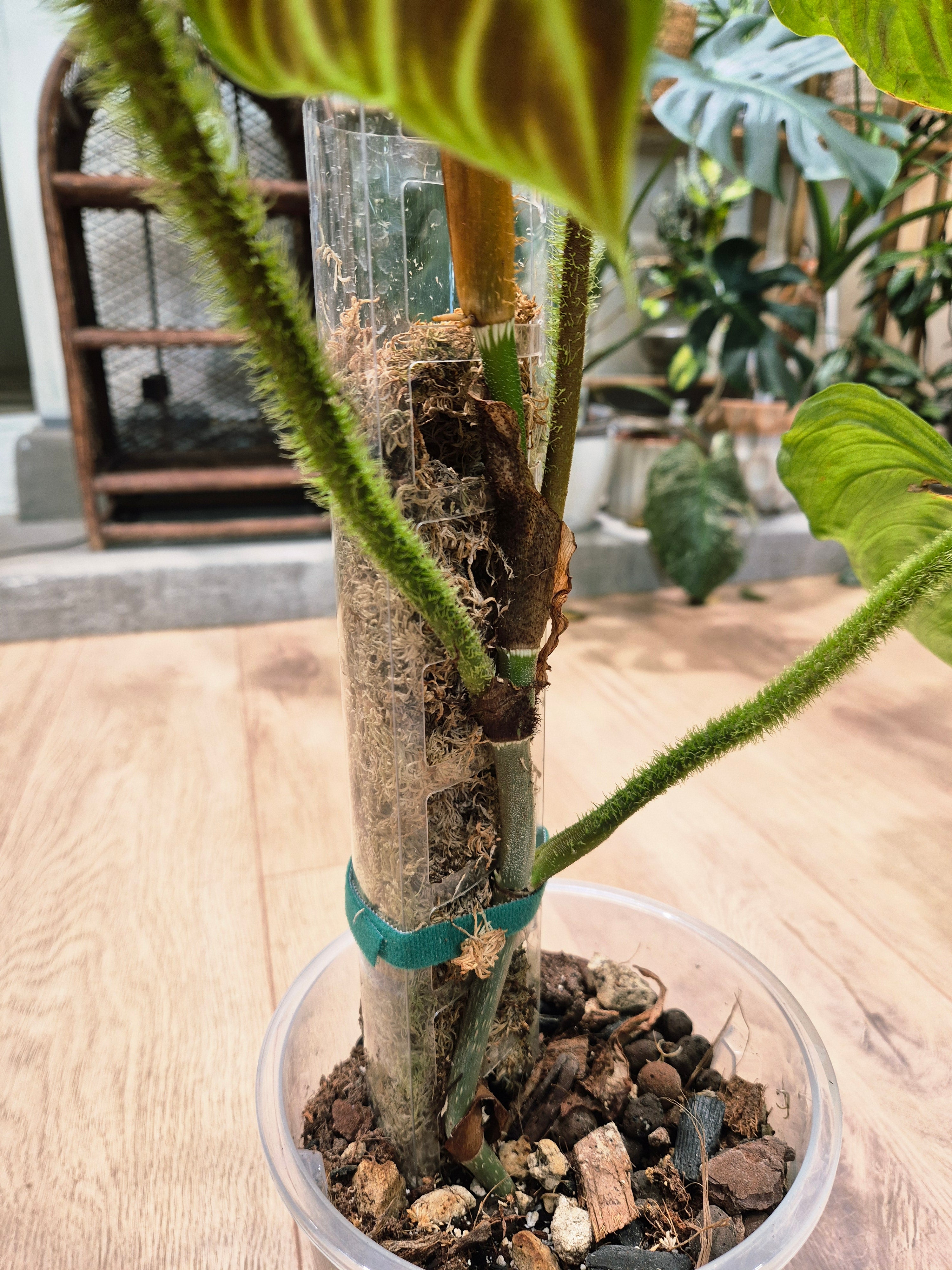 Philodendron Verrucosum hybrid