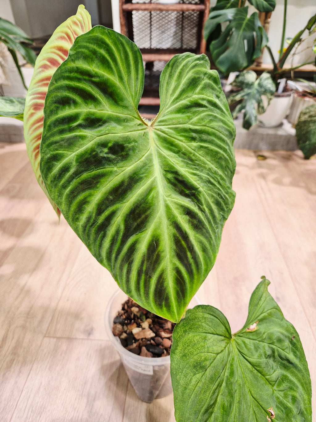 Philodendron Verrucosum hybrid