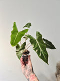Alocasia Lailah