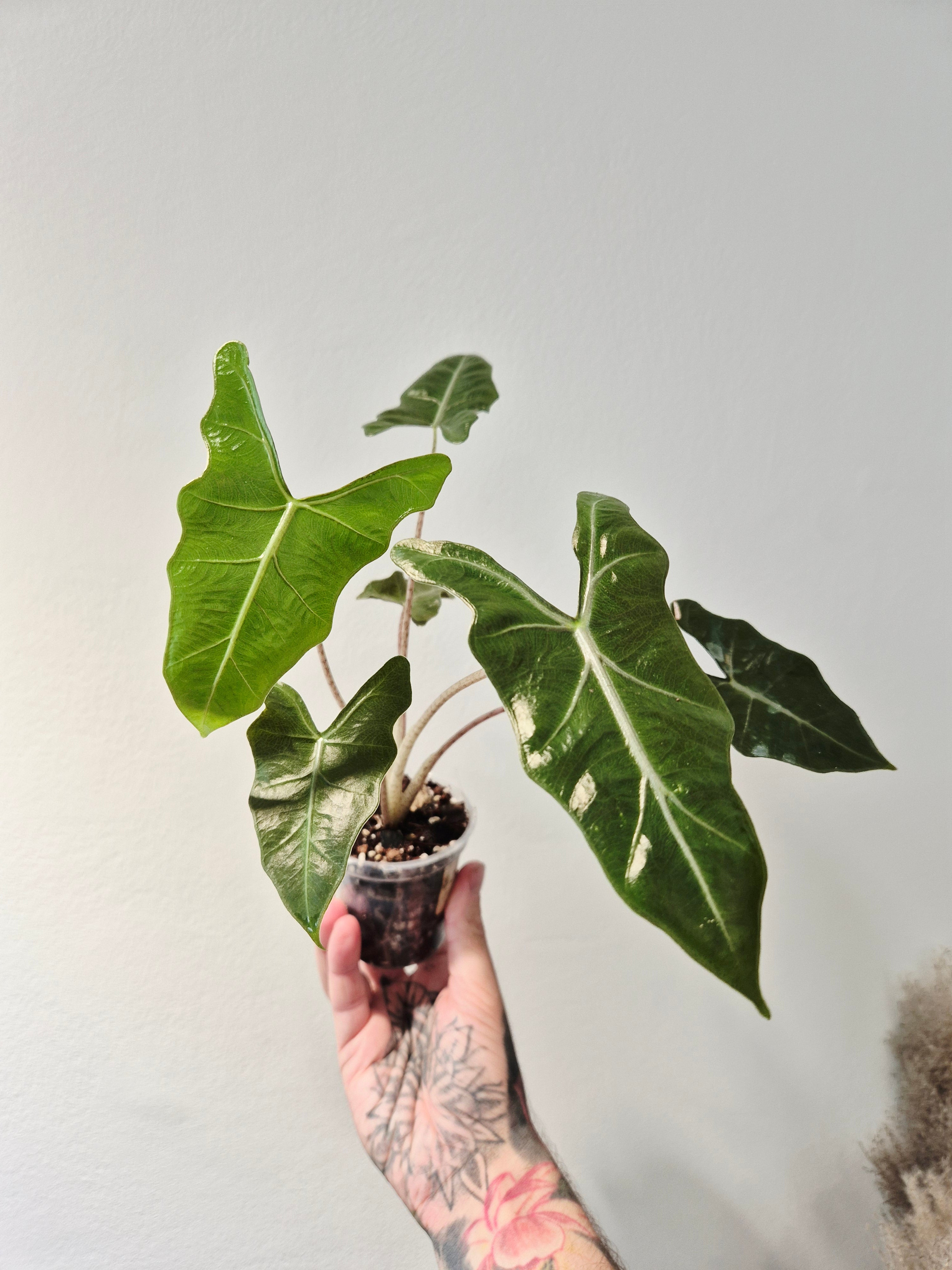 Alocasia Lailah