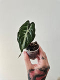 Alocasia Venom