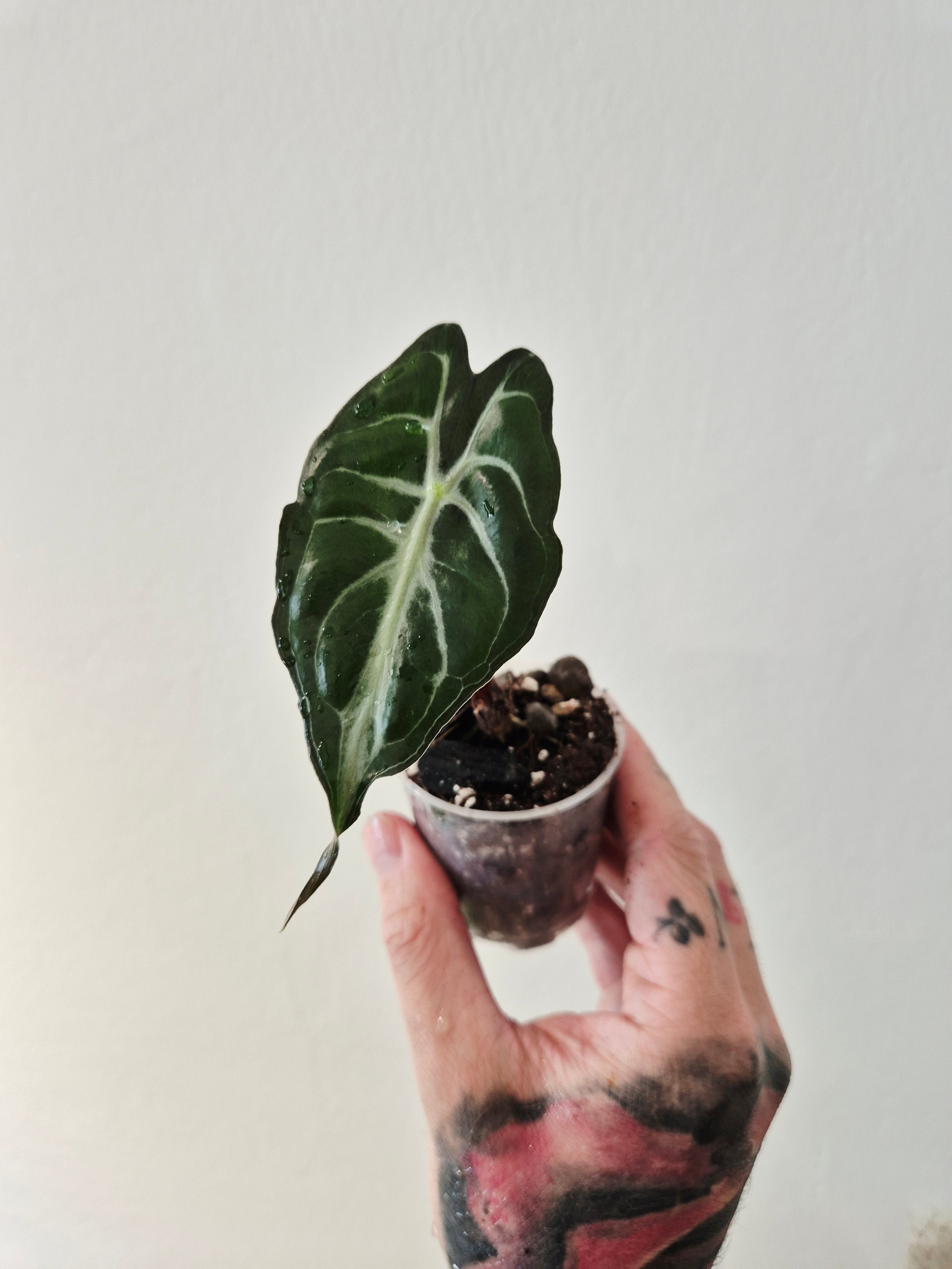 Alocasia Venom