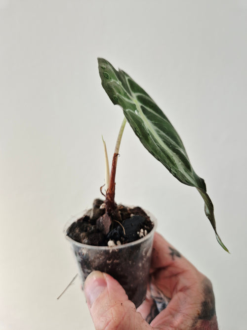 Alocasia Venom
