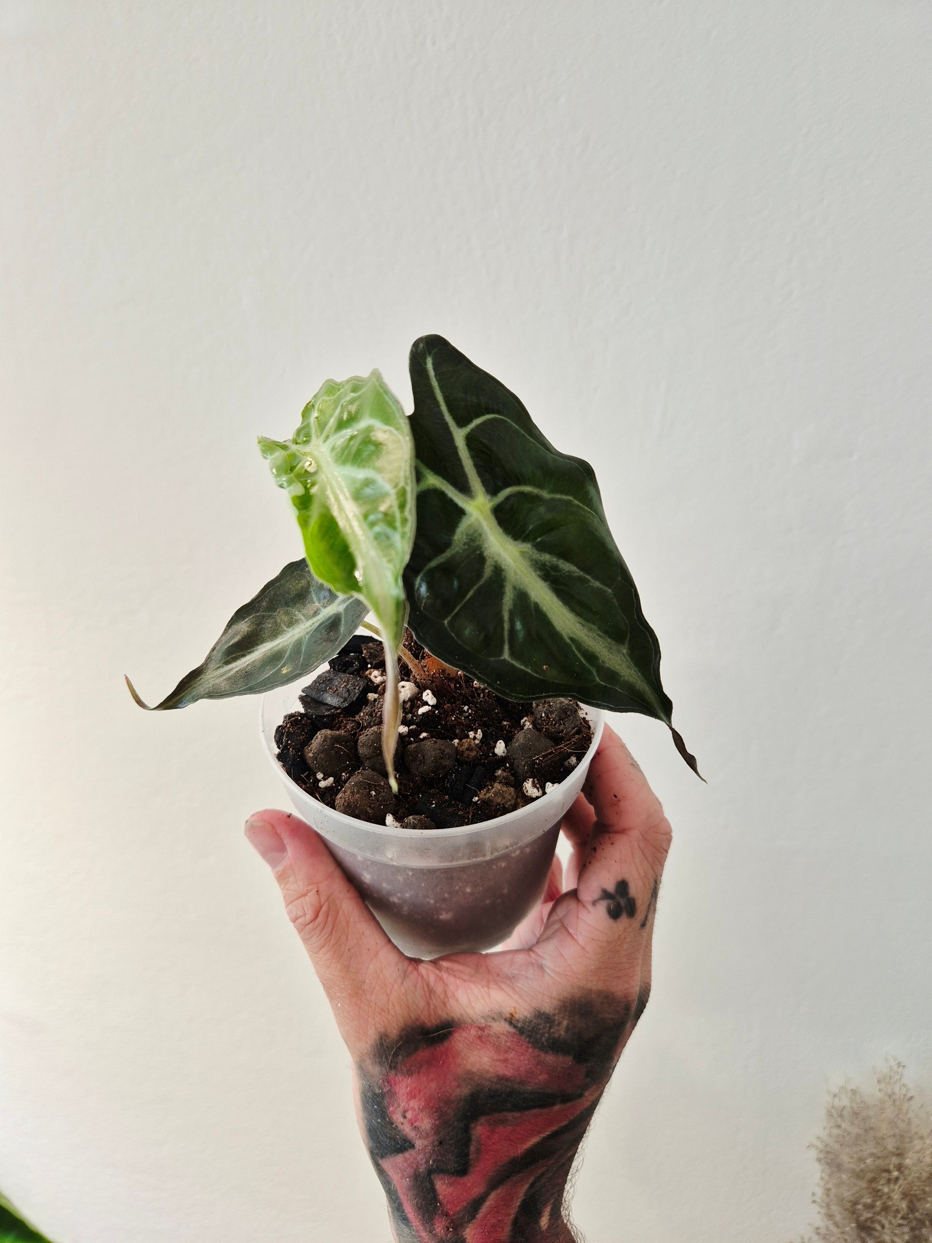 Alocasia Venom
