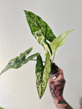 Alocasia Simpo albo variegata