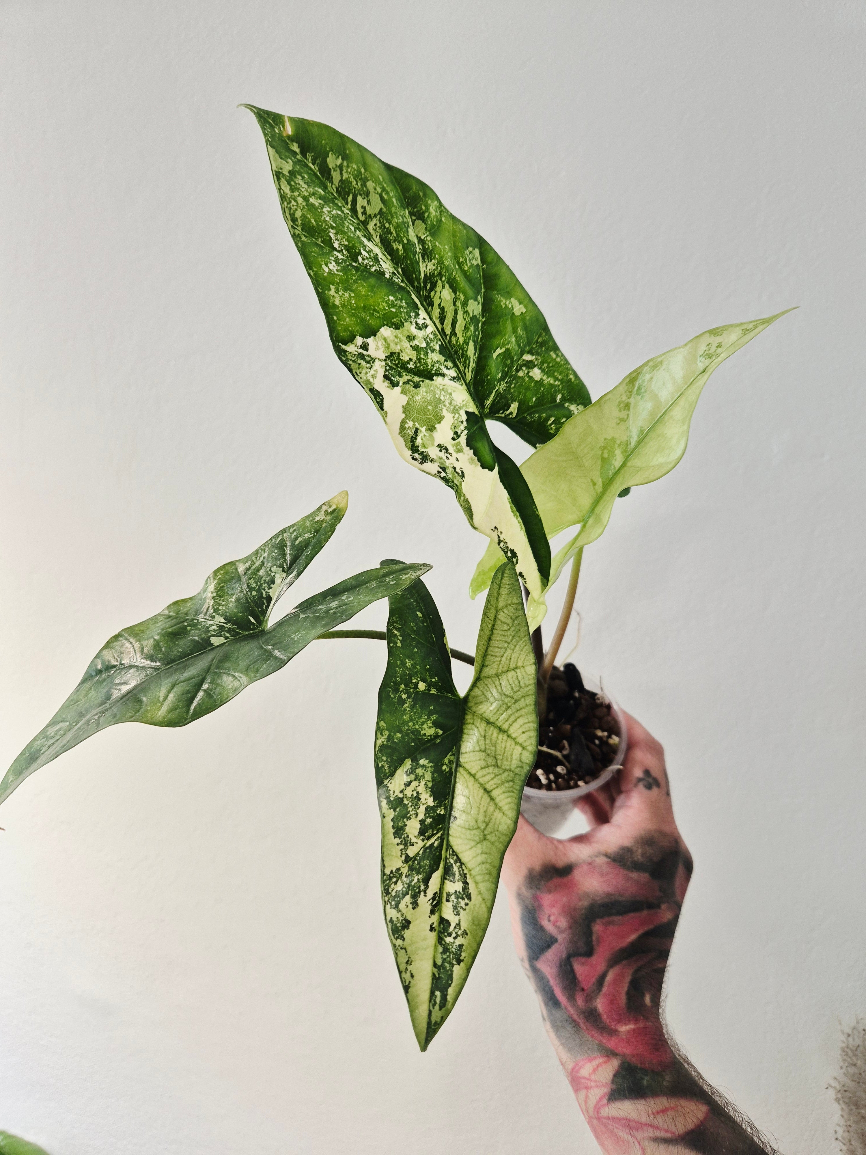 Alocasia Simpo albo variegata