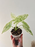 Alocasia longiloba mottled variegata