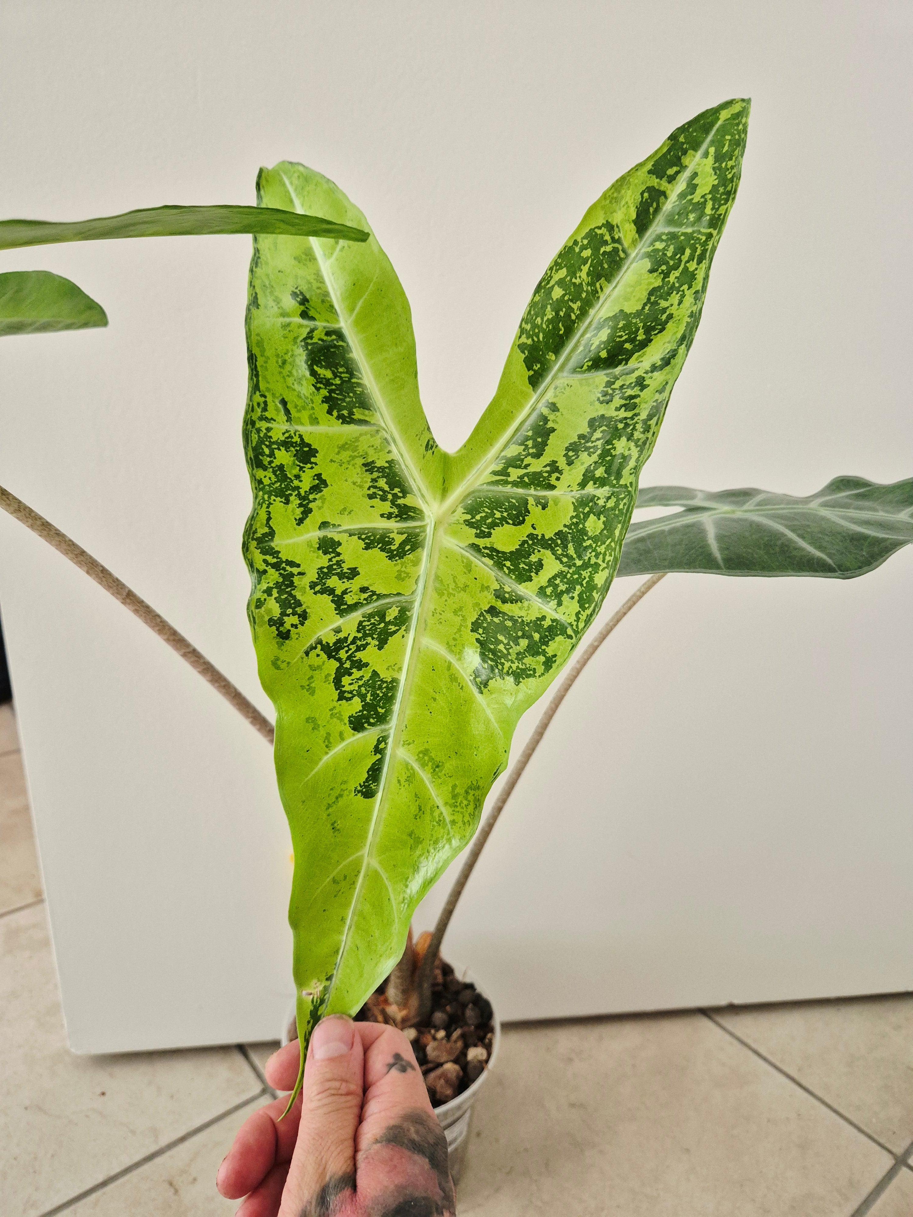 Alocasia Longiloba lemon variegata XL