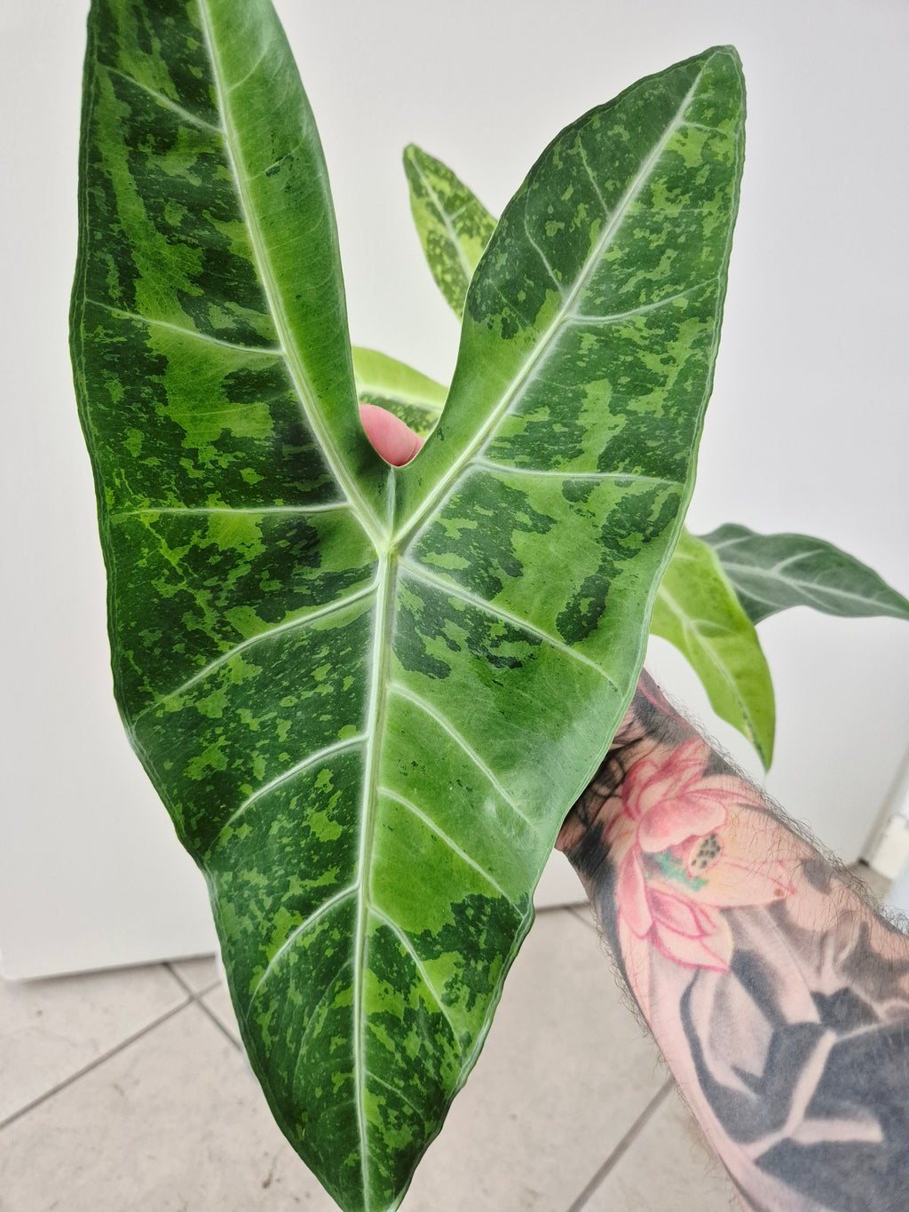 Alocasia Longiloba lemon variegata XL