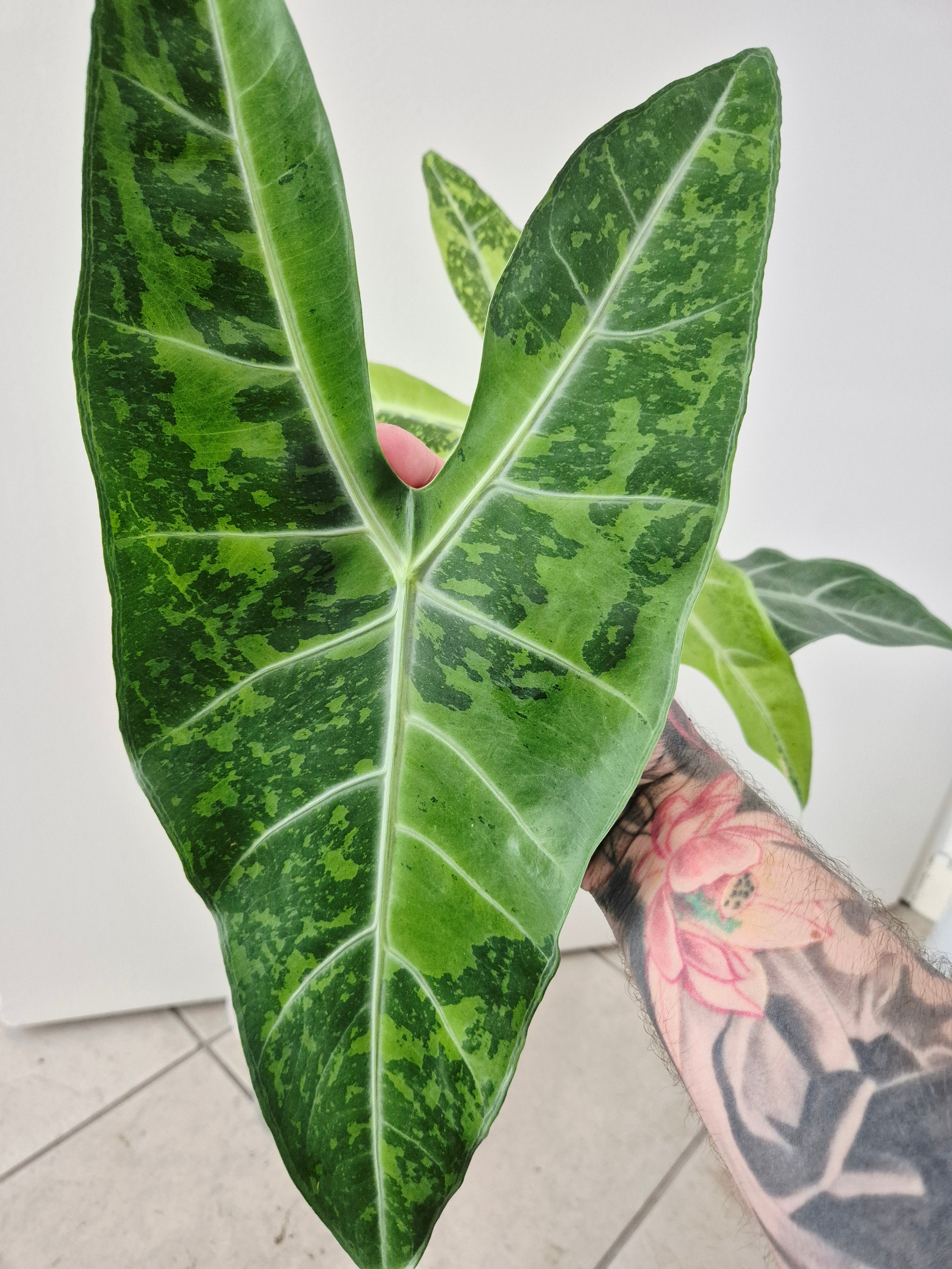 Alocasia Longiloba lemon variegata XL