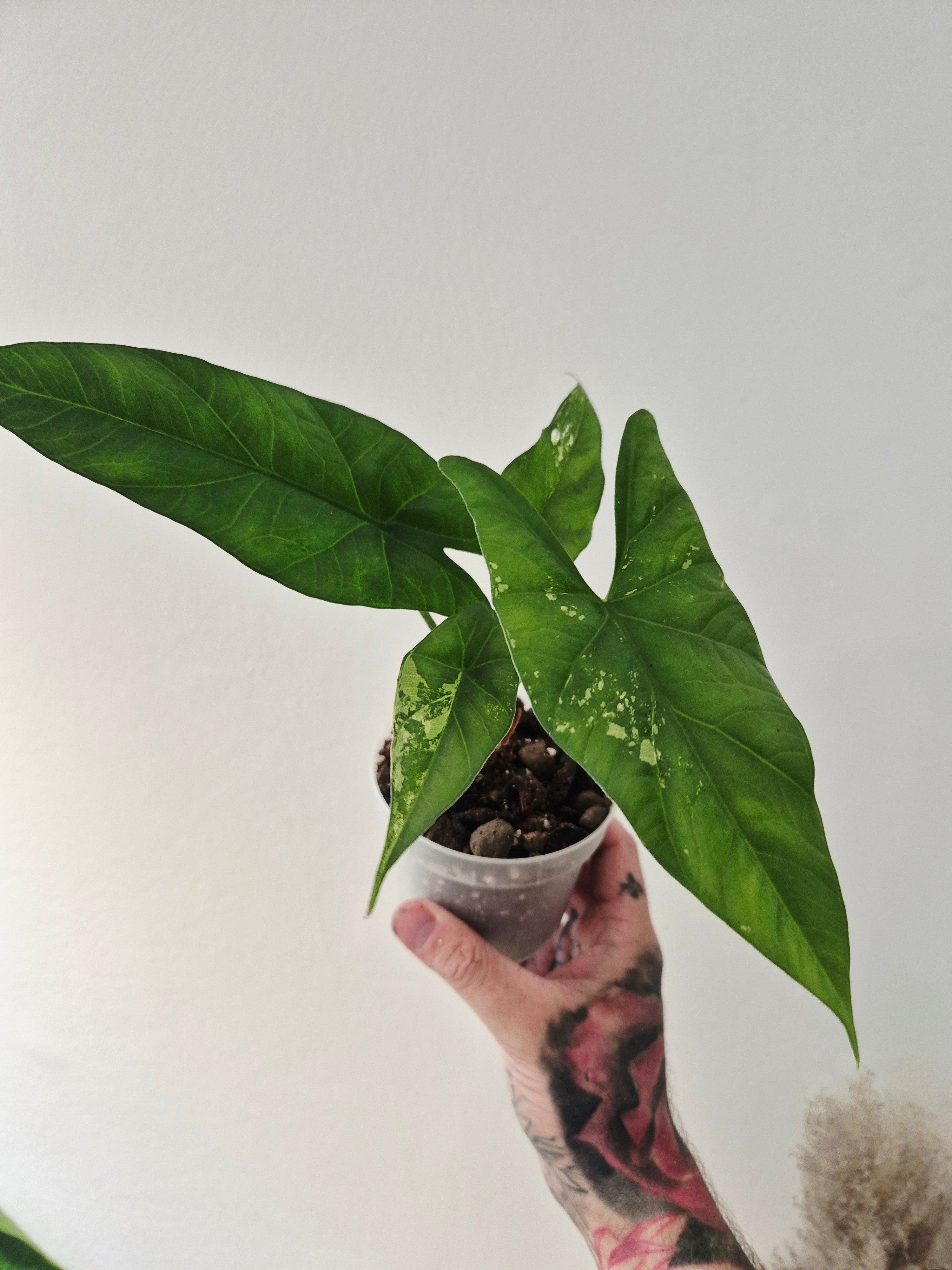 Alocasia Simpo albo variegata