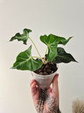 Alocasia Loco