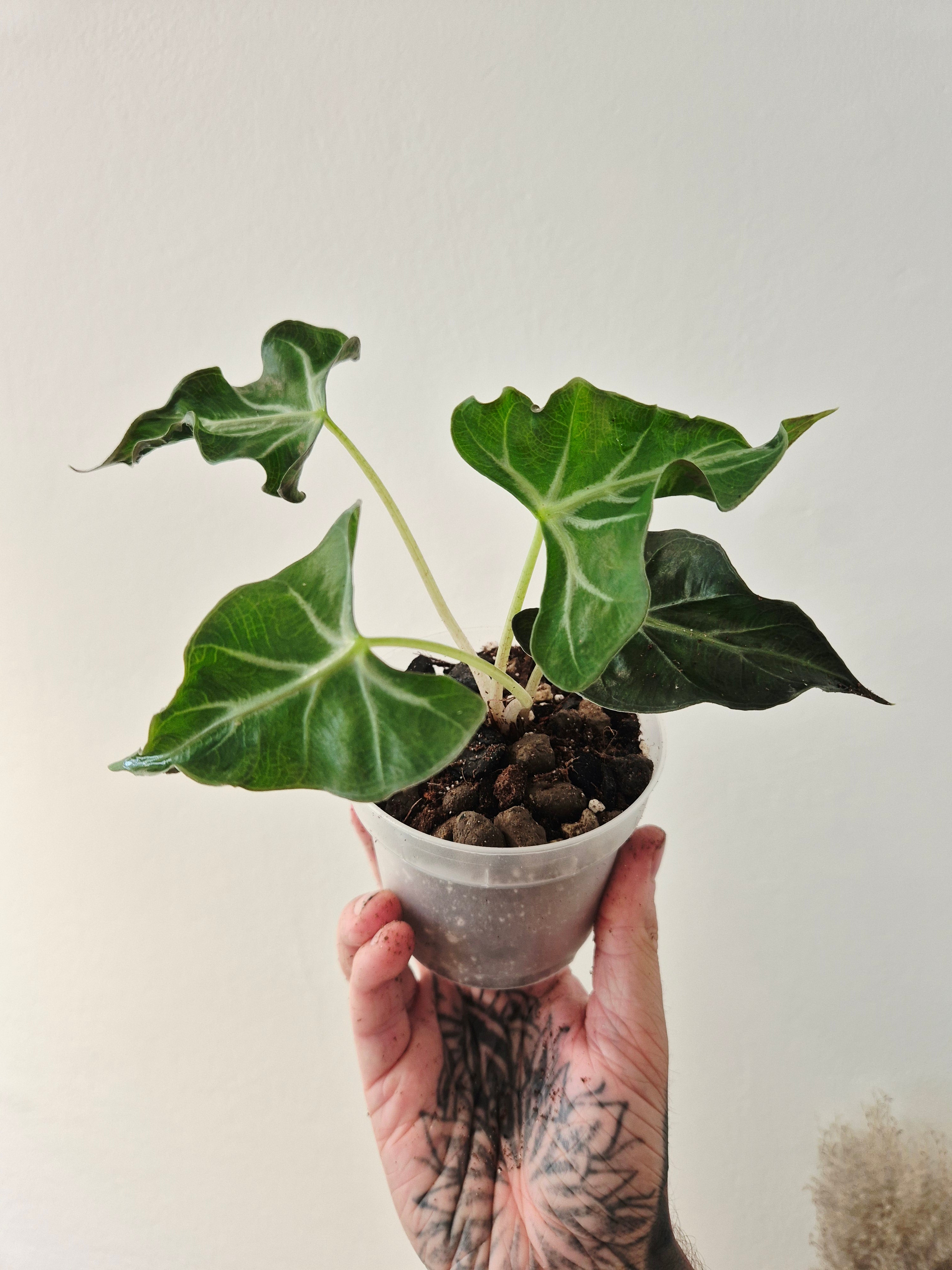 Alocasia Loco