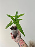 Alocasia Sabrina