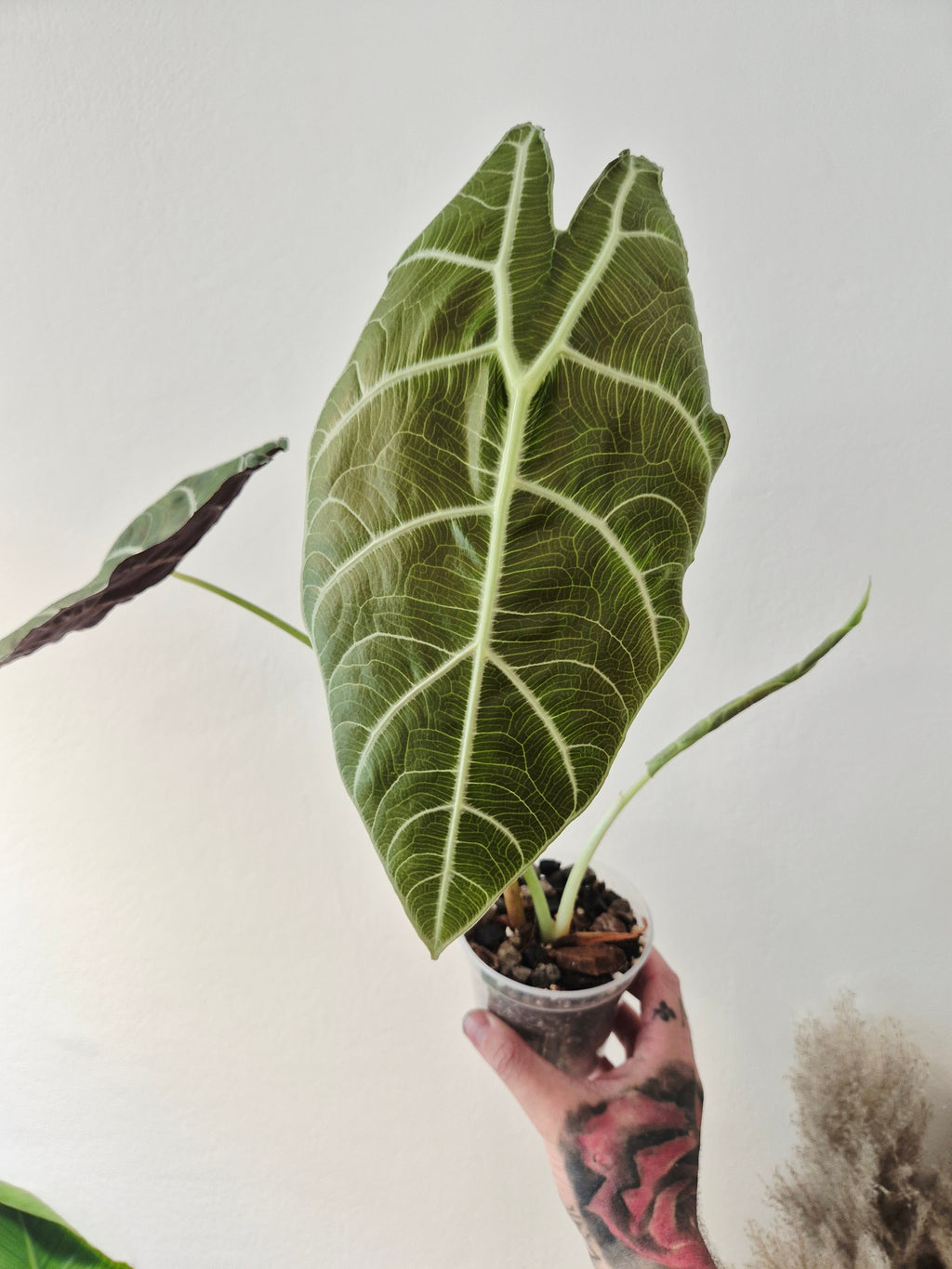 Alocasia Watsoniana wrinkles