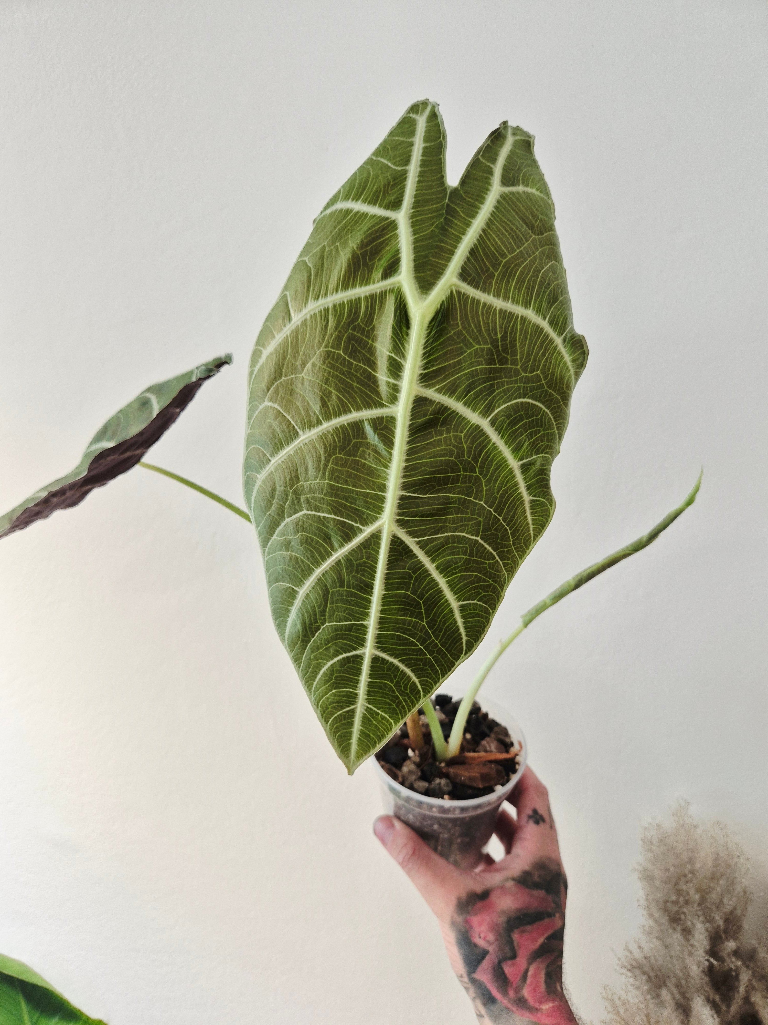 Alocasia Watsoniana wrinkles