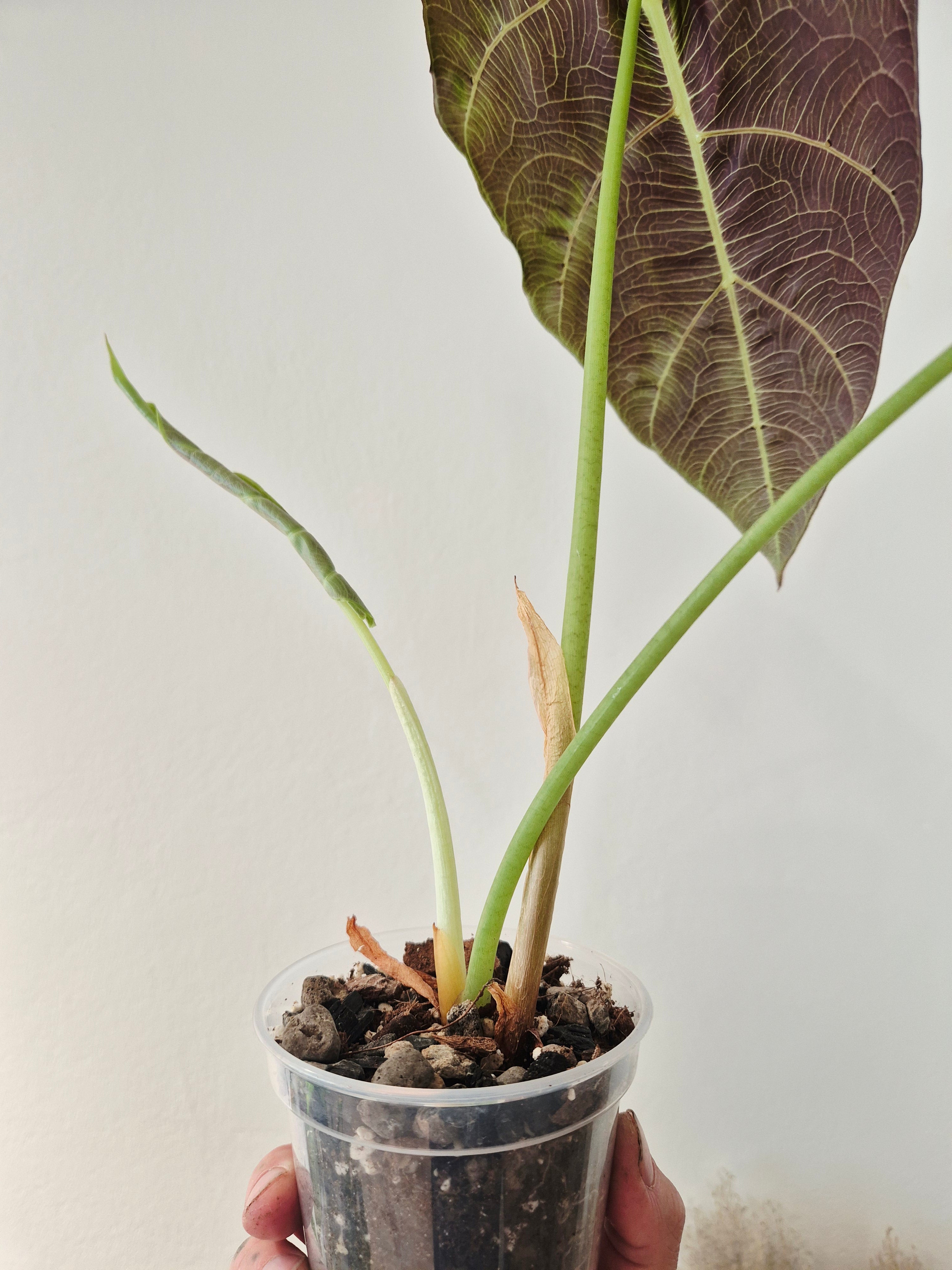 Alocasia Watsoniana wrinkles