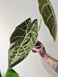 Alocasia Watsoniana wrinkles