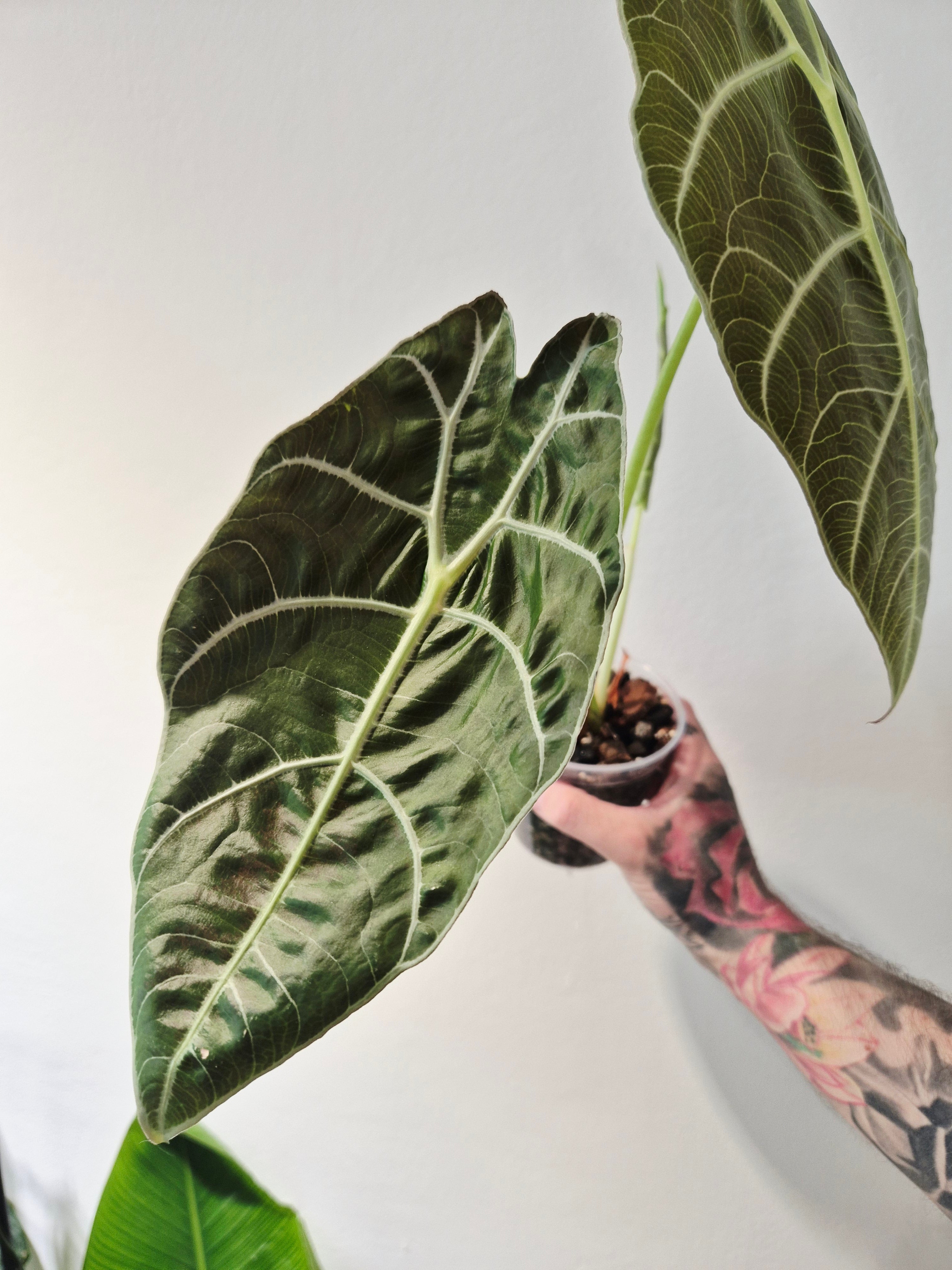 Alocasia Watsoniana wrinkles