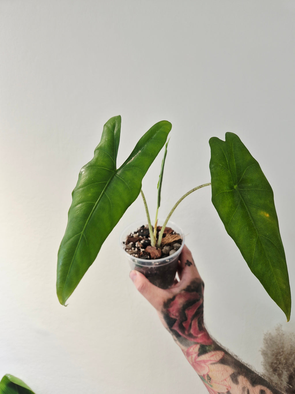 Alocasia Princeps